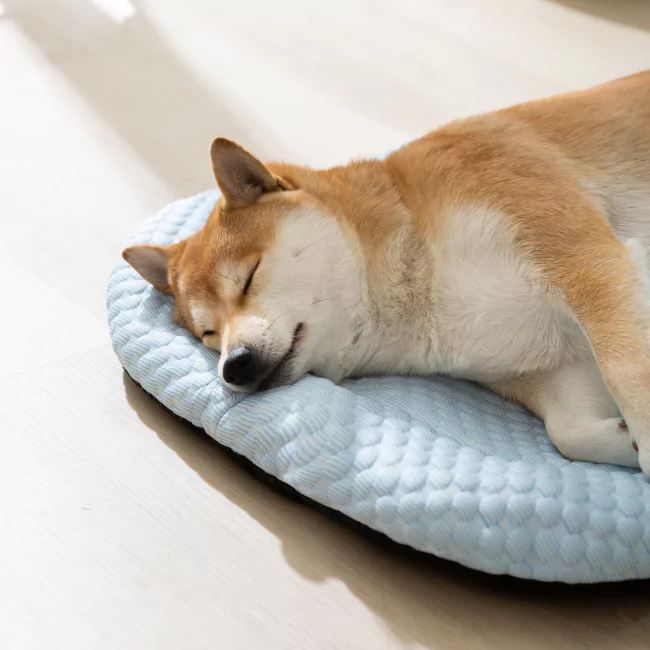 Buy 2 Get 1 Free CoolingBed™️